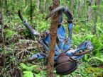 Coconut Crab 5 ... (Click to enlarge)