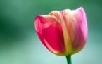 FPink Tulip