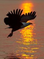 Fish Eagle Sunset