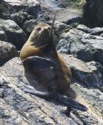 Milford Sounds seal