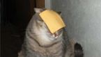 catcheese 1272472894