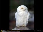 snowy owl