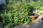 Corey's tomato and cucumber plants