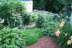 backside of tomato plants