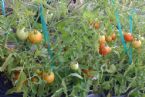 earthboxtomatoes