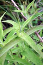 Boneset symphytum