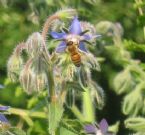 Honey Bee and Flower