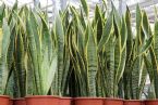 Potted Sansevieria trifasciata Laurentii jpg 1000x0 q80 crop smart