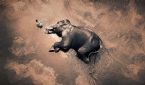 gregory colbert 02 ... (Click to enlarge)