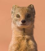 weasel