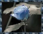 blue animated rose extend