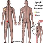 Lymph chart