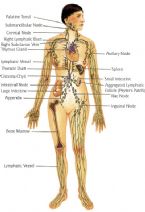 MANUAL LYMPH DRAINAGE aka vodder technique