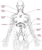 lymphatic system