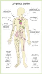 lymphatic system ... (Click to enlarge)