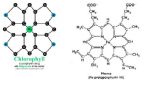 chlorophyll and heme