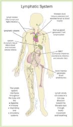 lymphatic system