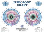 Large Bernard Jensen Iris Chart - Most Accurate Iris Chart