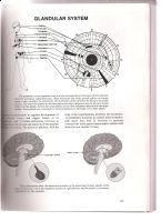 Glands in Iridology