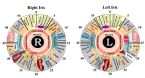 iridology chart