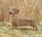 African wiener dog 256