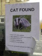 cat found