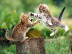 catfight