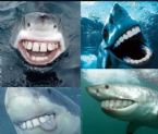 happy sharks ... (Click to enlarge)