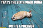 thats the sixth walk today wtf is a pokemon tired dog