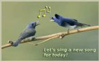 singing birds ... (Click to enlarge)