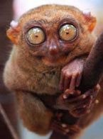 2 philippine tarsier upclose