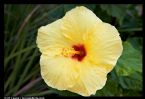 hibiscus1