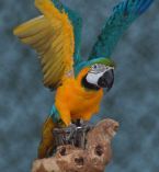 macaw