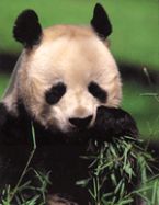 Lil*Panda*Bear ... (Click to enlarge)