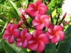 plumeria arrangement