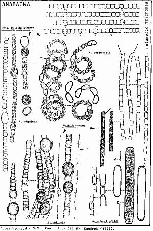 //www.curezone.org/upload/_M_Forums/Morgellons/Anabaena.jpg