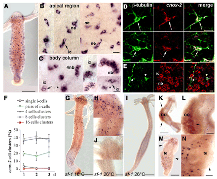 //www.curezone.org/upload/_M_Forums/Morgellons/F1_medium.gif