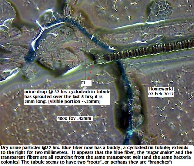 //www.curezone.org/upload/_M_Forums/Morgellons/FHW/Urine/macrocycle2feb12.jpg