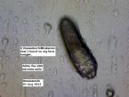 demodex1aug12