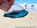 P1060010 velella side view