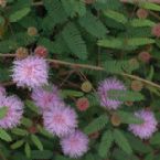 sensitive plant