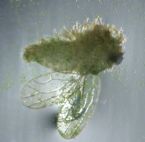 Rotifers eat a fly