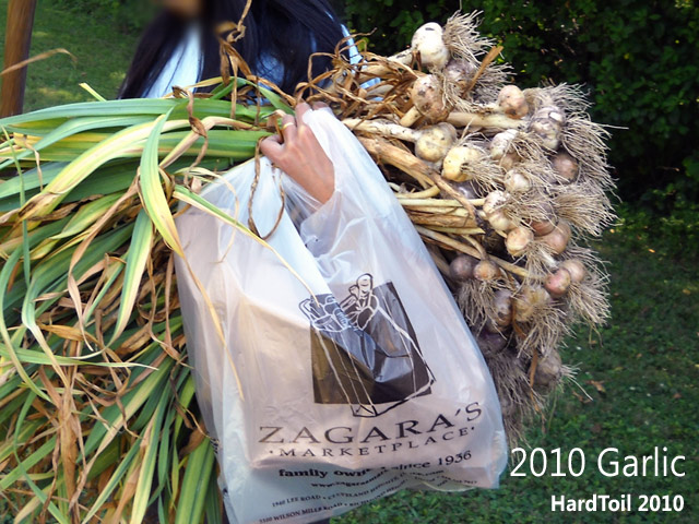 //www.curezone.org/upload/_N_Forums/Natural_Heali/Garlic_Harvest_6384_640.jpg