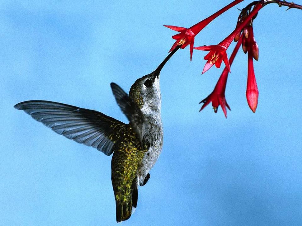 //www.curezone.org/upload/_N_Forums/Natural_Heali/hummingbird.jpg