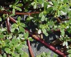 Purslane - Portulaca oleracea 01