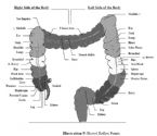 BowelReflexPoints