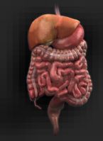 Female Digestive System ref02