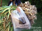 Garlic Harvest 6384 640