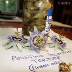 Passion Flower Tincture