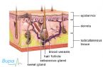 SkinCrossSection